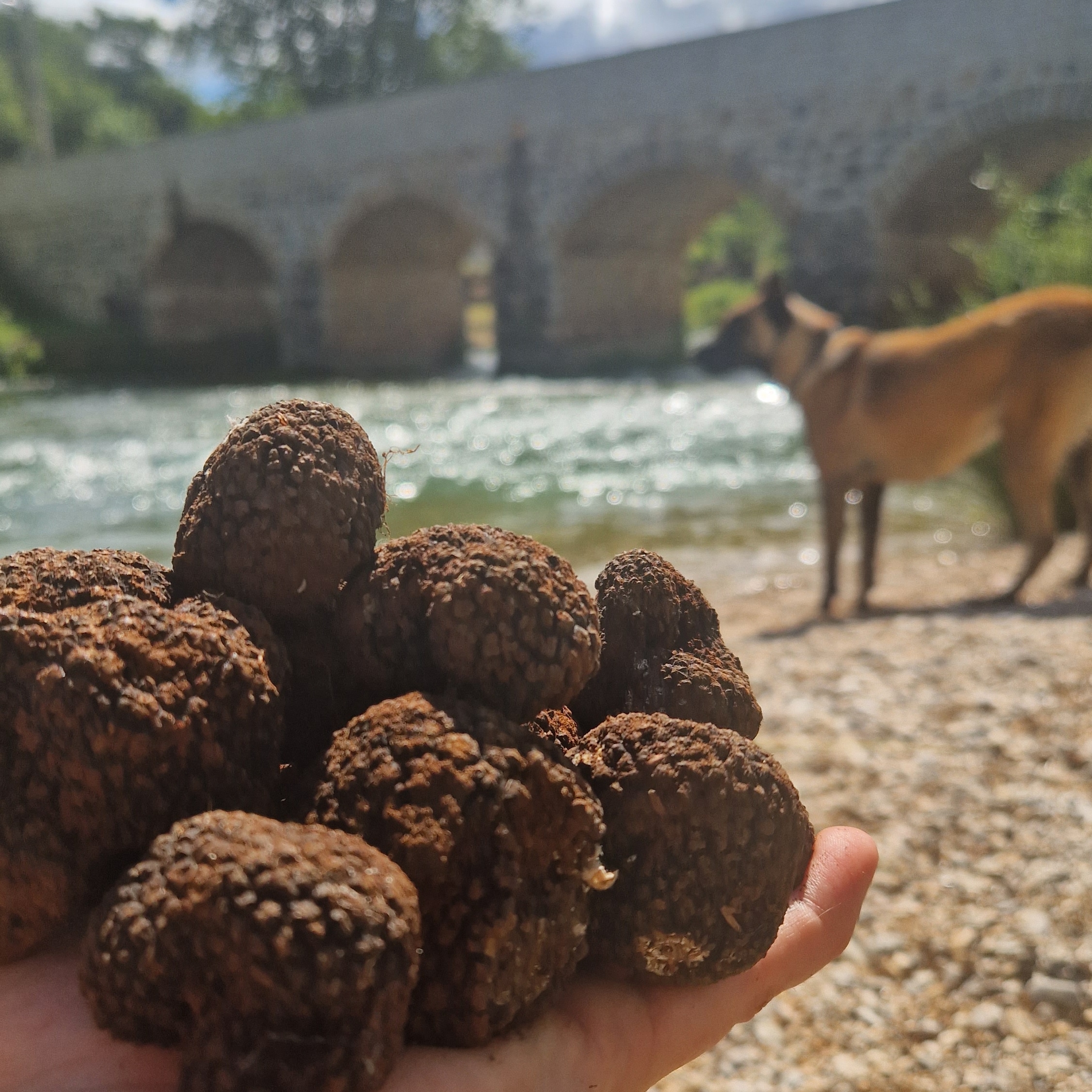 Tartufi i pas tartufar uz rijeku i stari most