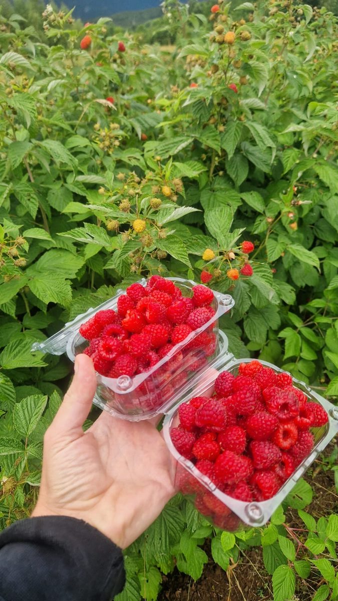 Svježe maline u maliniku pod Velebitom